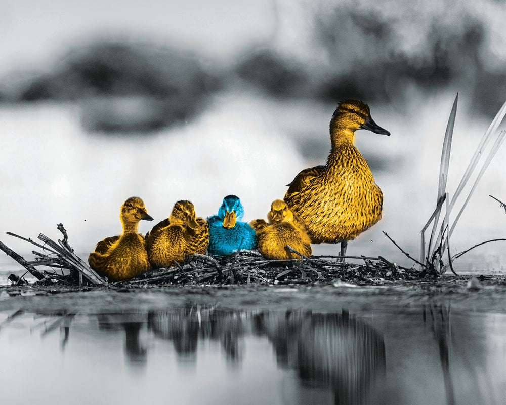 Duck Family Pop