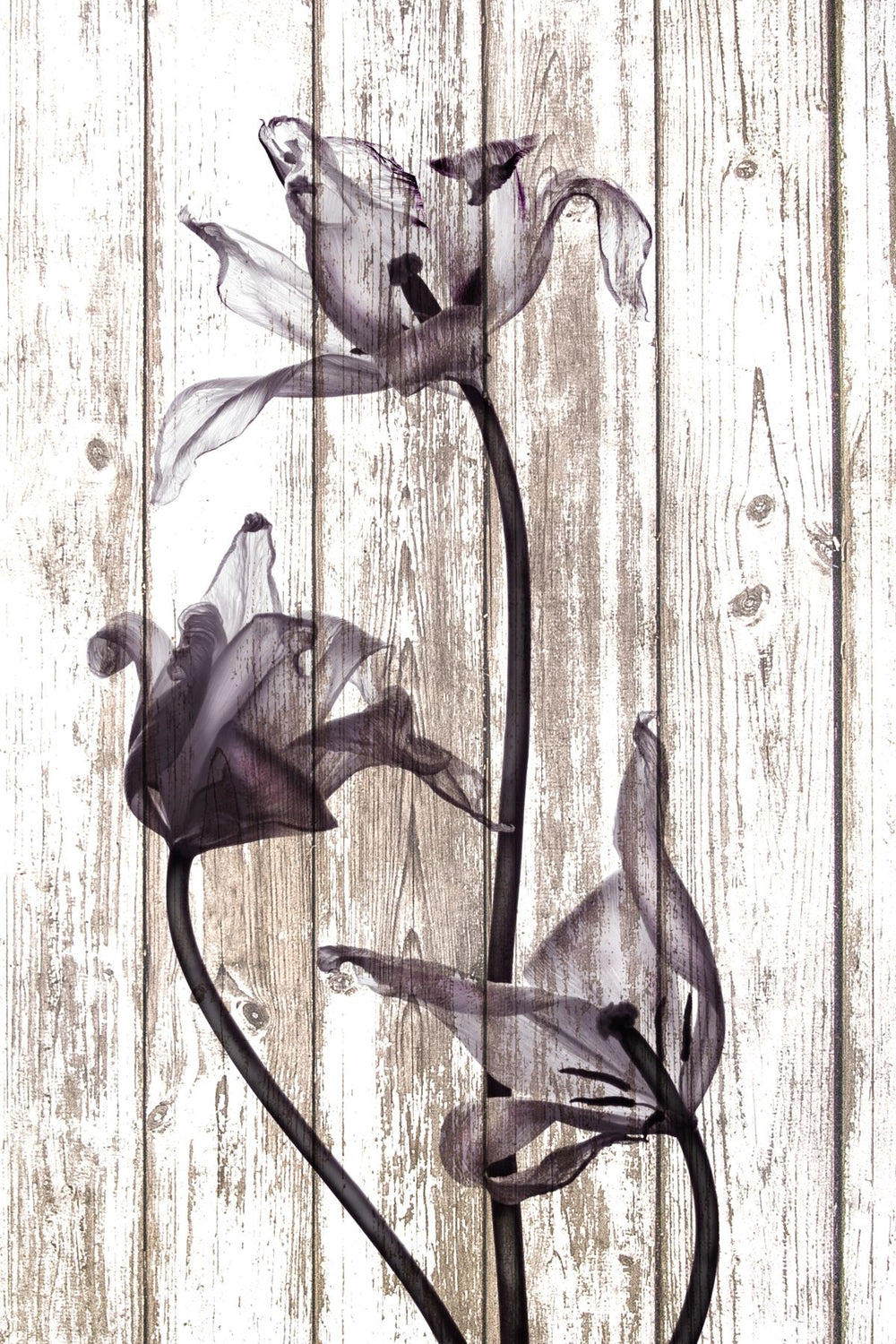 BW Tulips On Wood