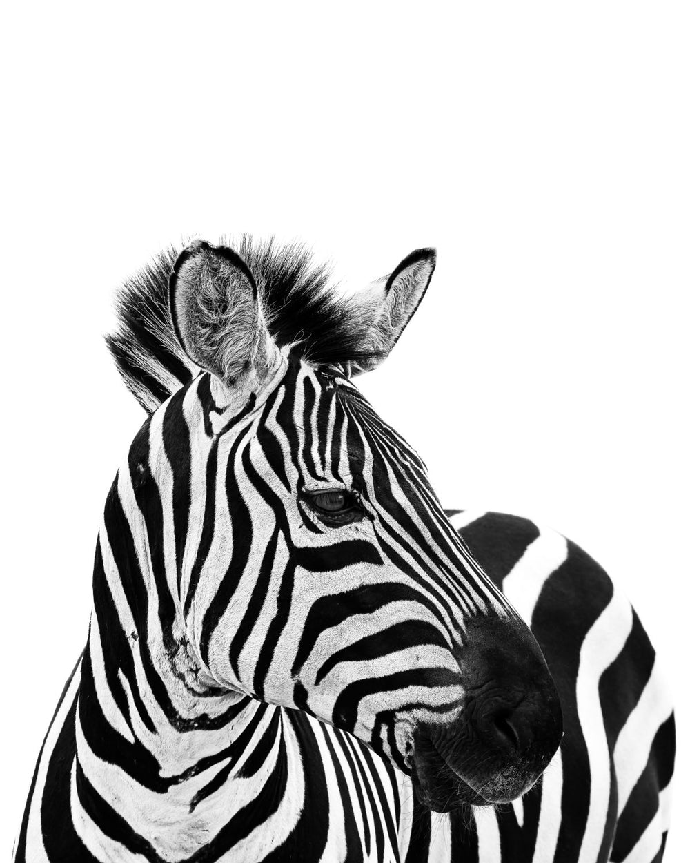 Side Profile Zebra