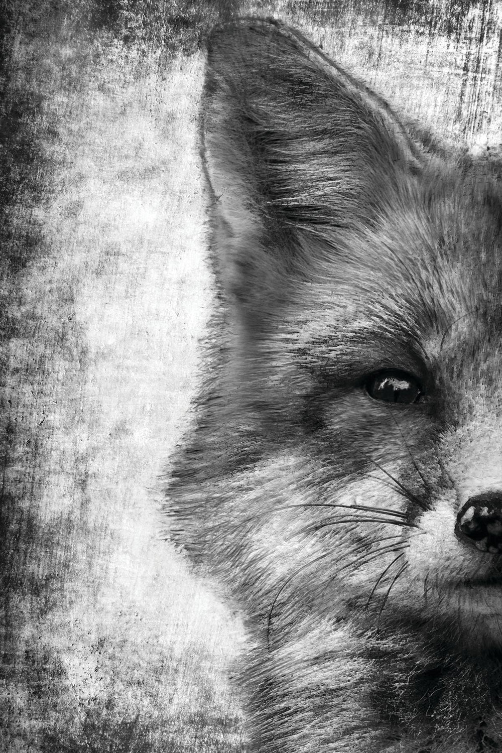 Fox Face Black And White