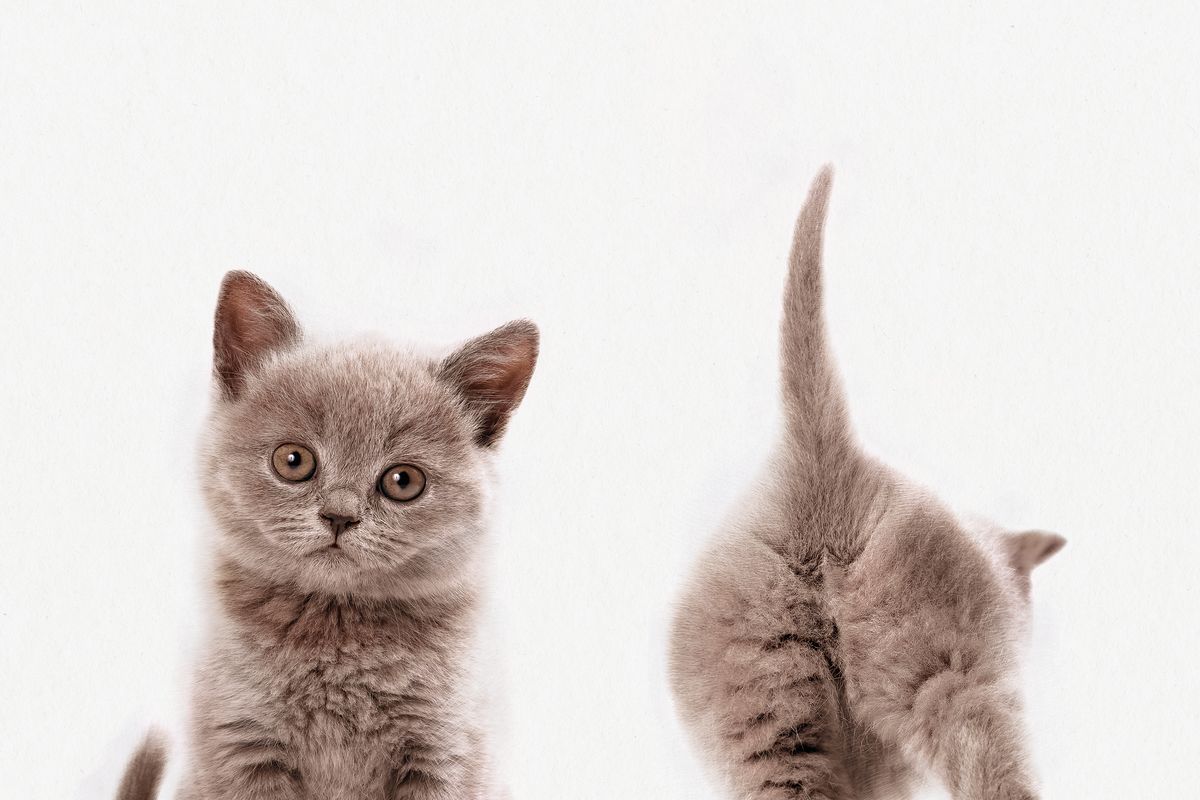 Kitten Front And Back Portrait