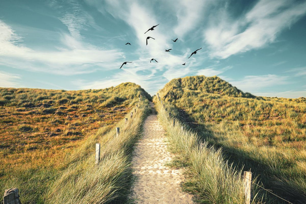 Sylt Island Dunes