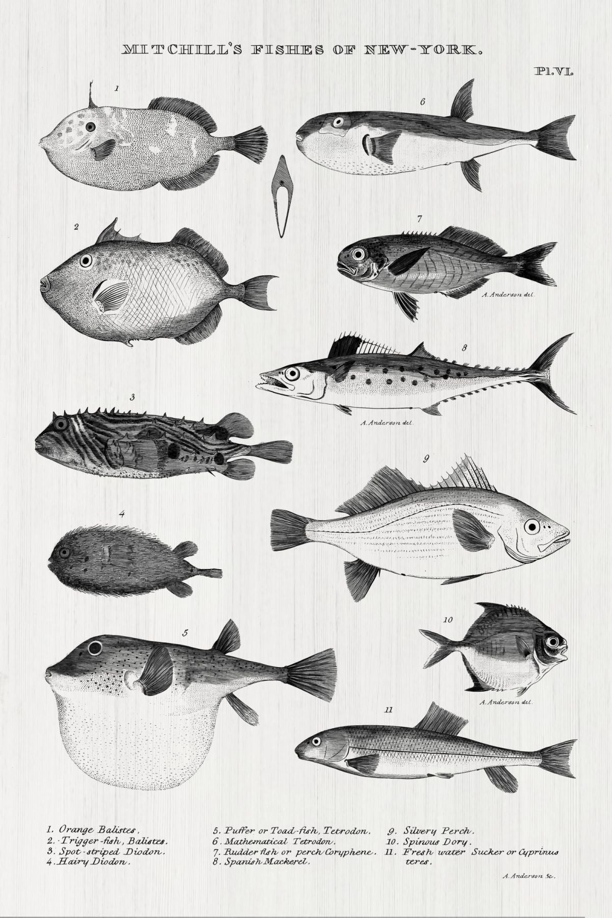 Mitchill's Fishes Of New York BW Wall Art