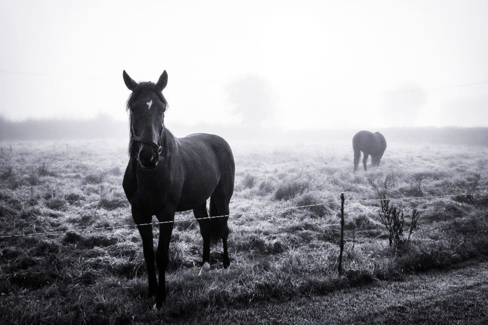 Horses In A Misty Field