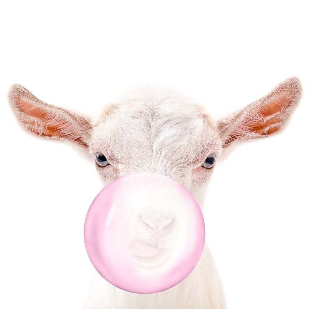 Bubble Gum Goat