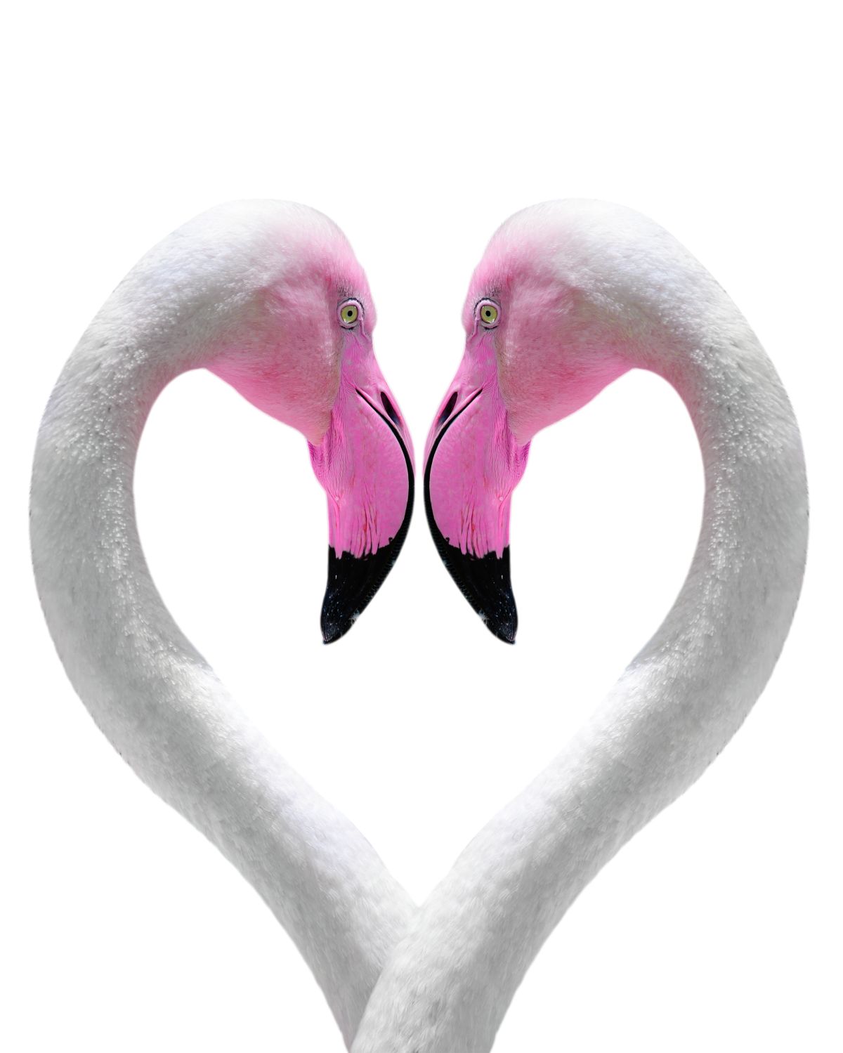 Flamingo Sweethearts