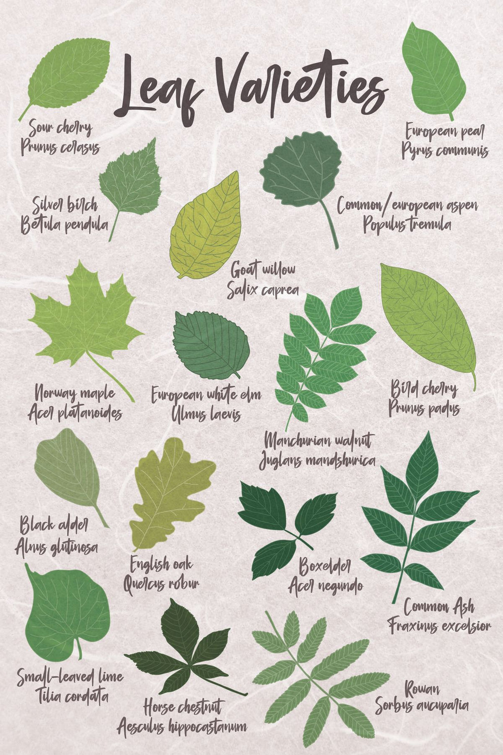 Leaf Varieties Chart