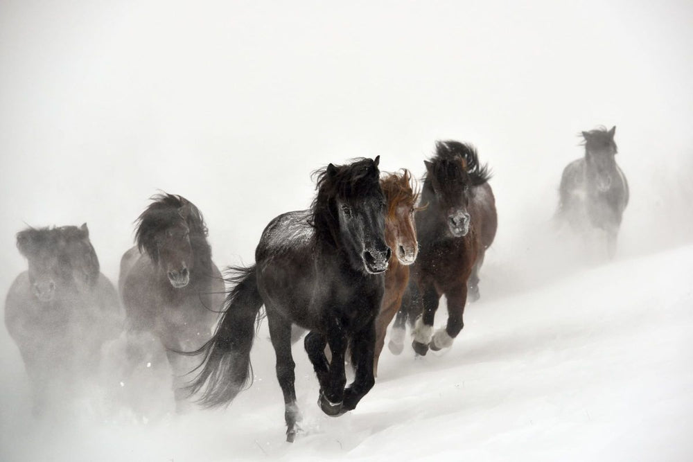 Galloping Through The Snow