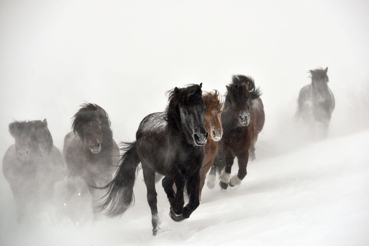 Galloping Through The Snow