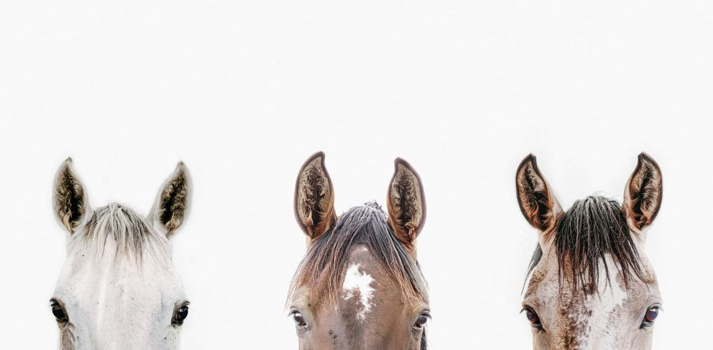 Watching Horses