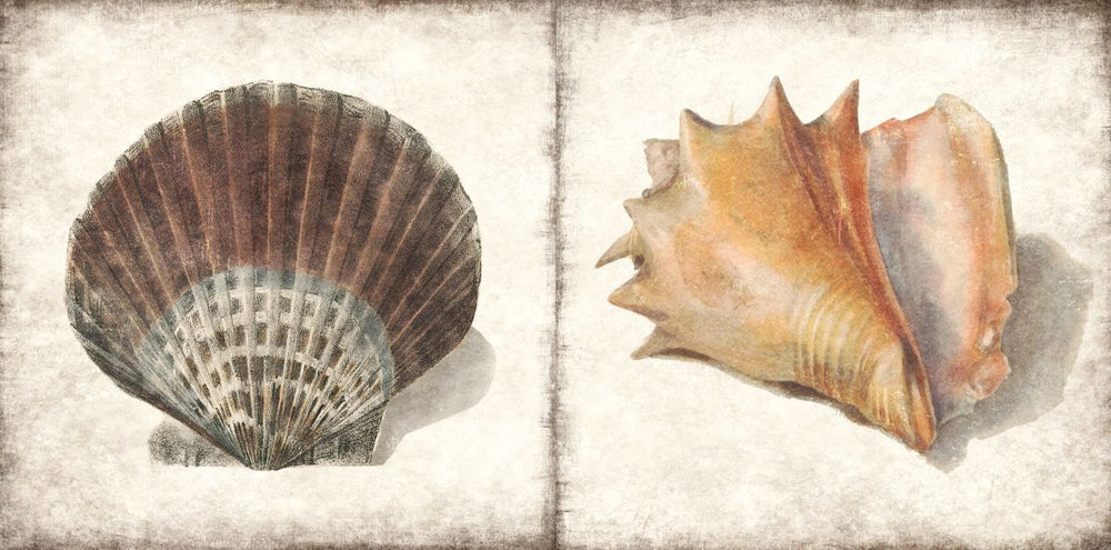 Pair Of Seashells