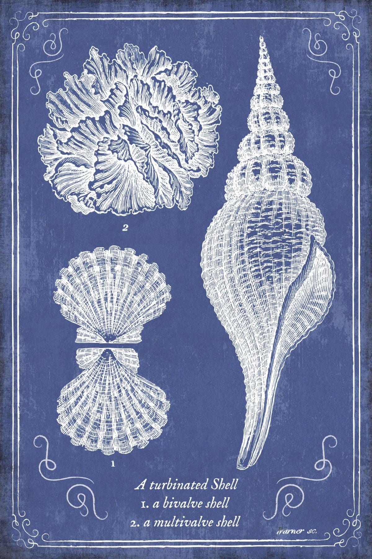 Mixed Coastal Shells Wall Art
