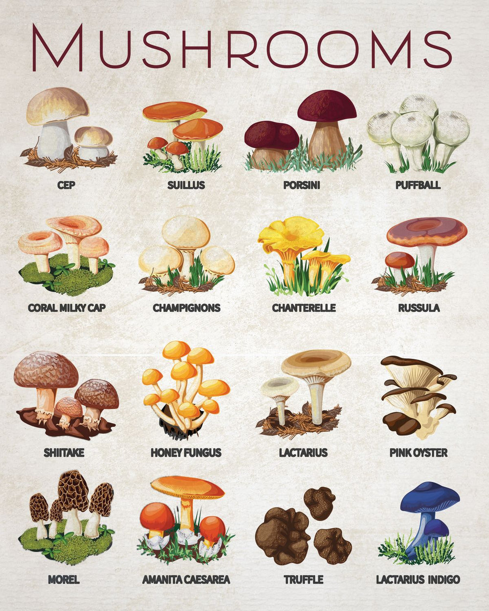Mushroom Guide Chart