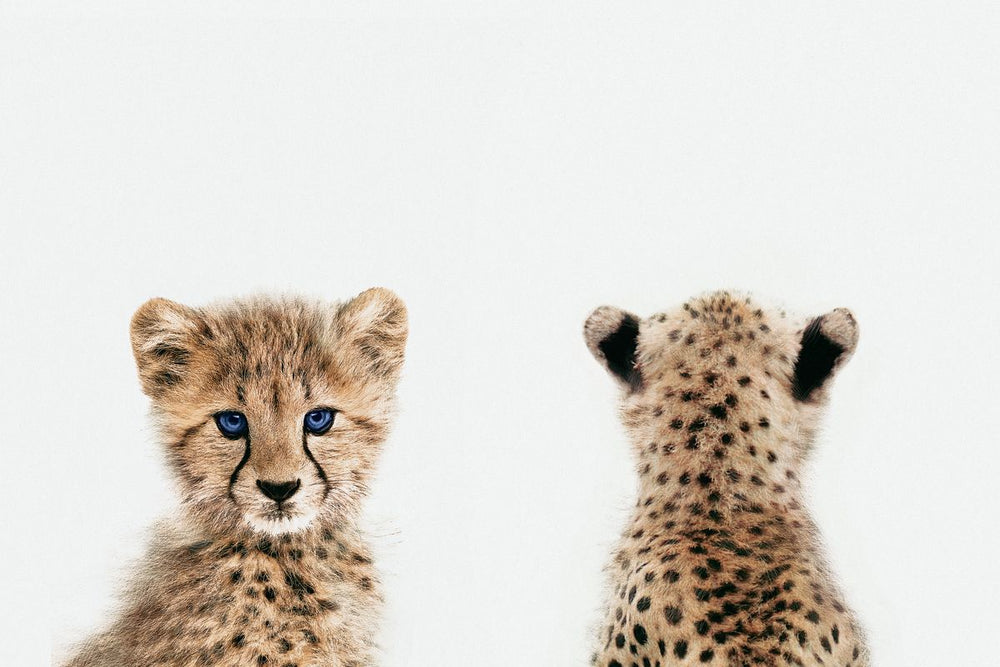 Cheetah Front And Back Portrait