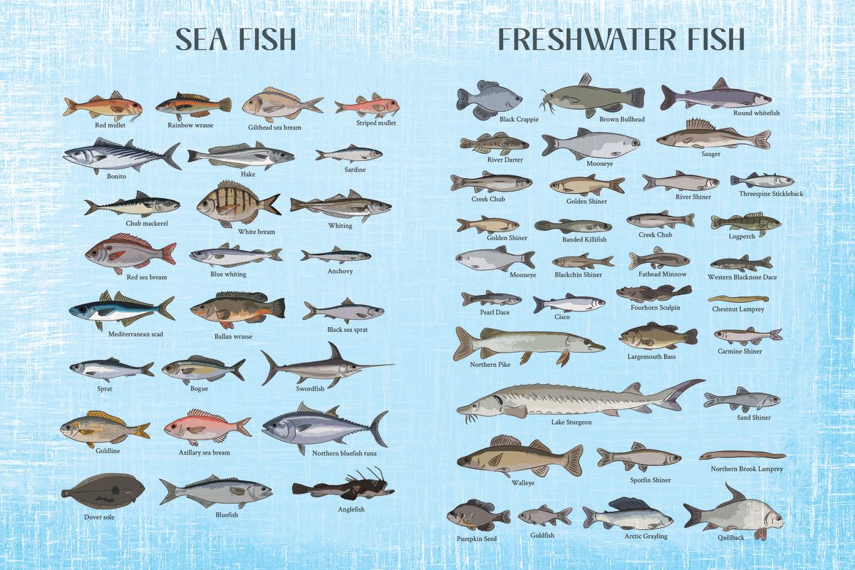 Different Types Of Fish Images With Names Fish Species Illustration