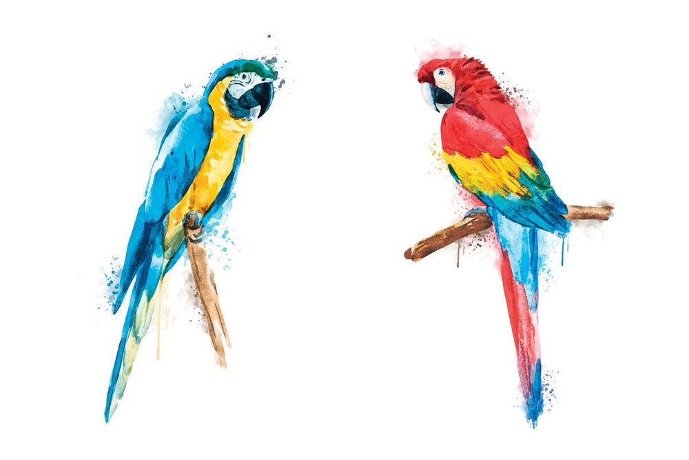 Macaw Duo Color Splash