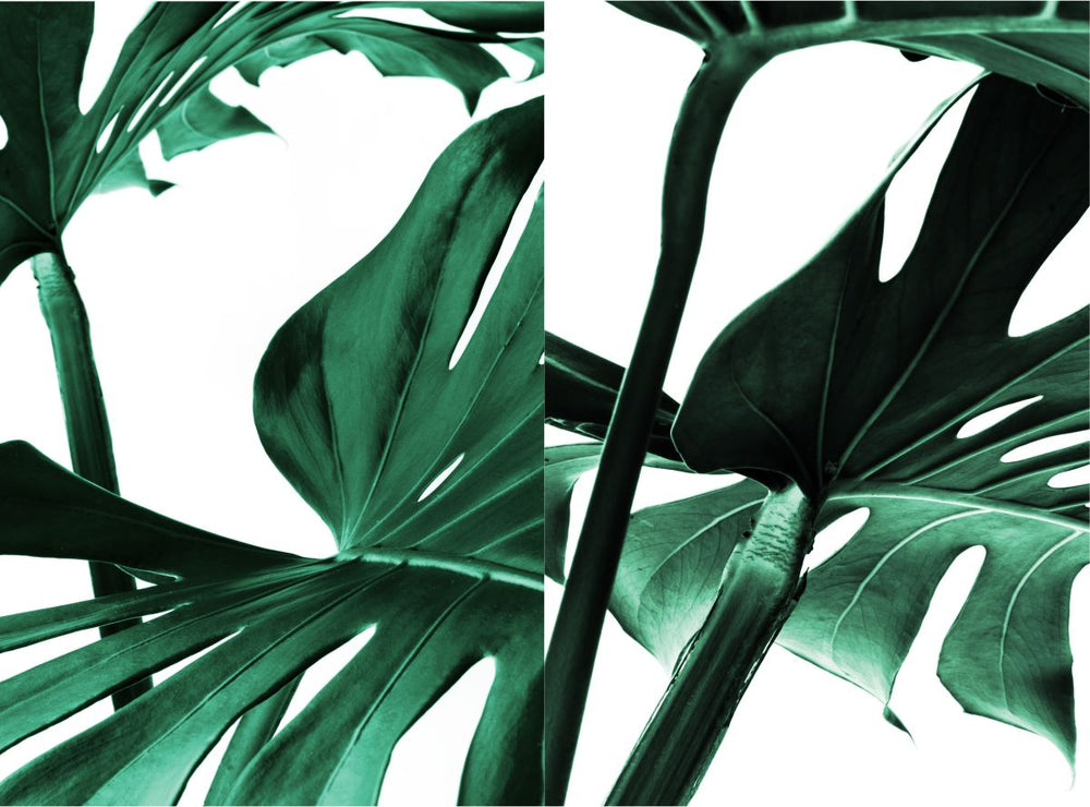 Lush Monstera Leaves