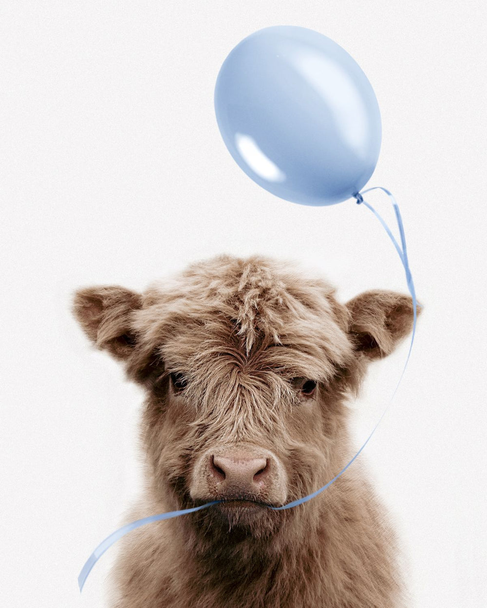 Highland Cow And Blue Balloon