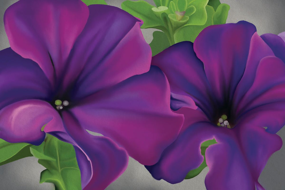 Lovely Petunia Flowers