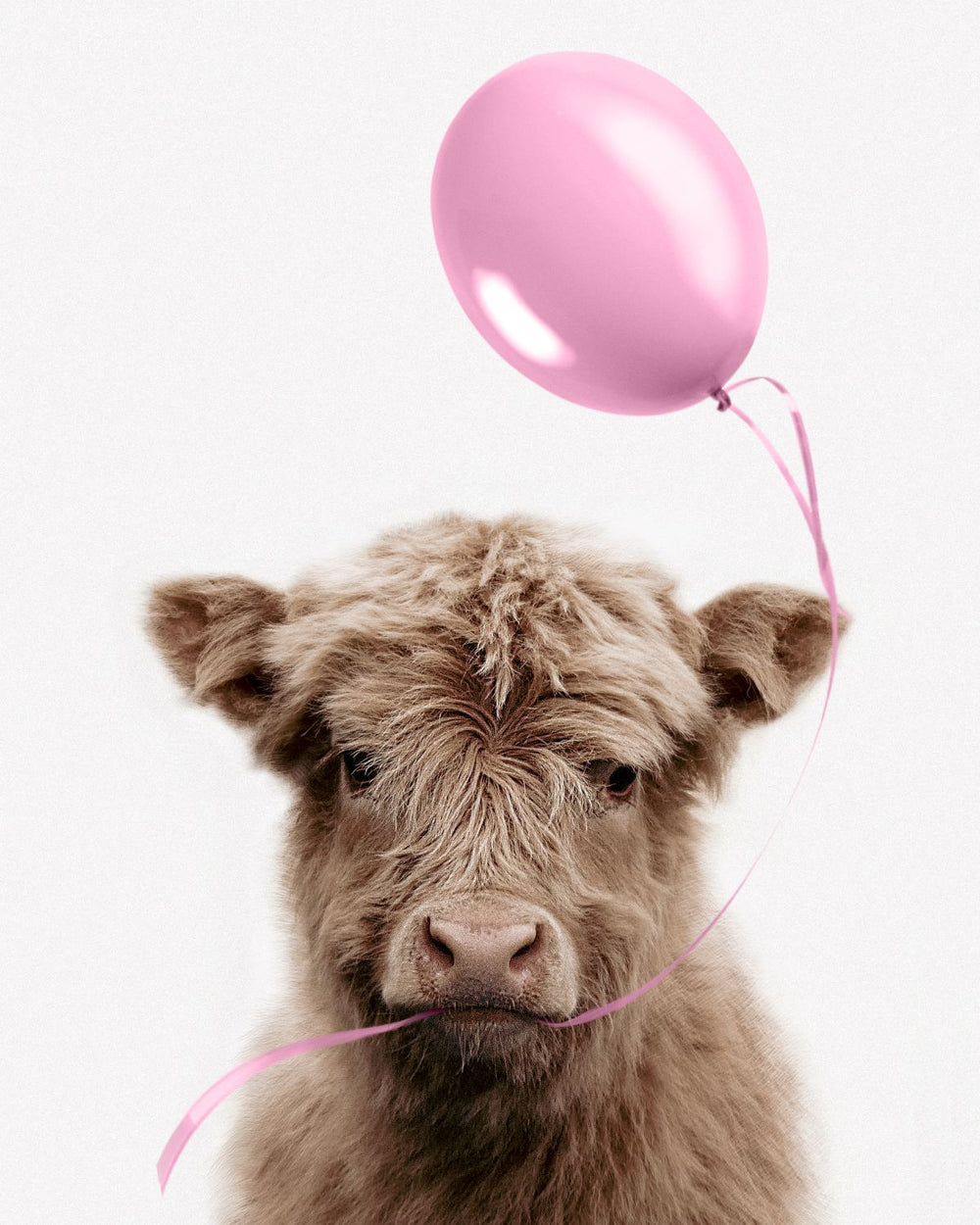 Highland Cow And Pink Balloon