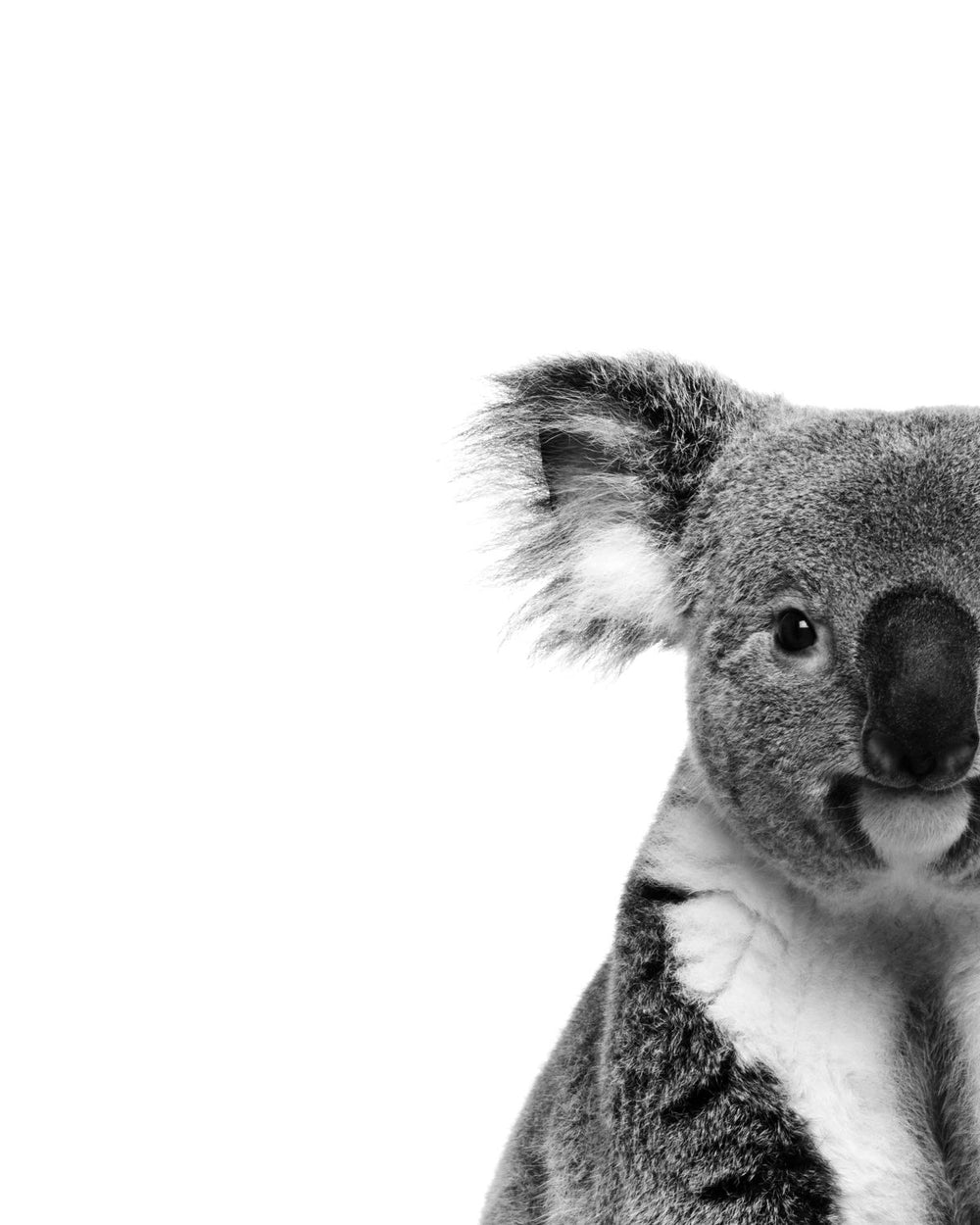 Lovable Koala Bear