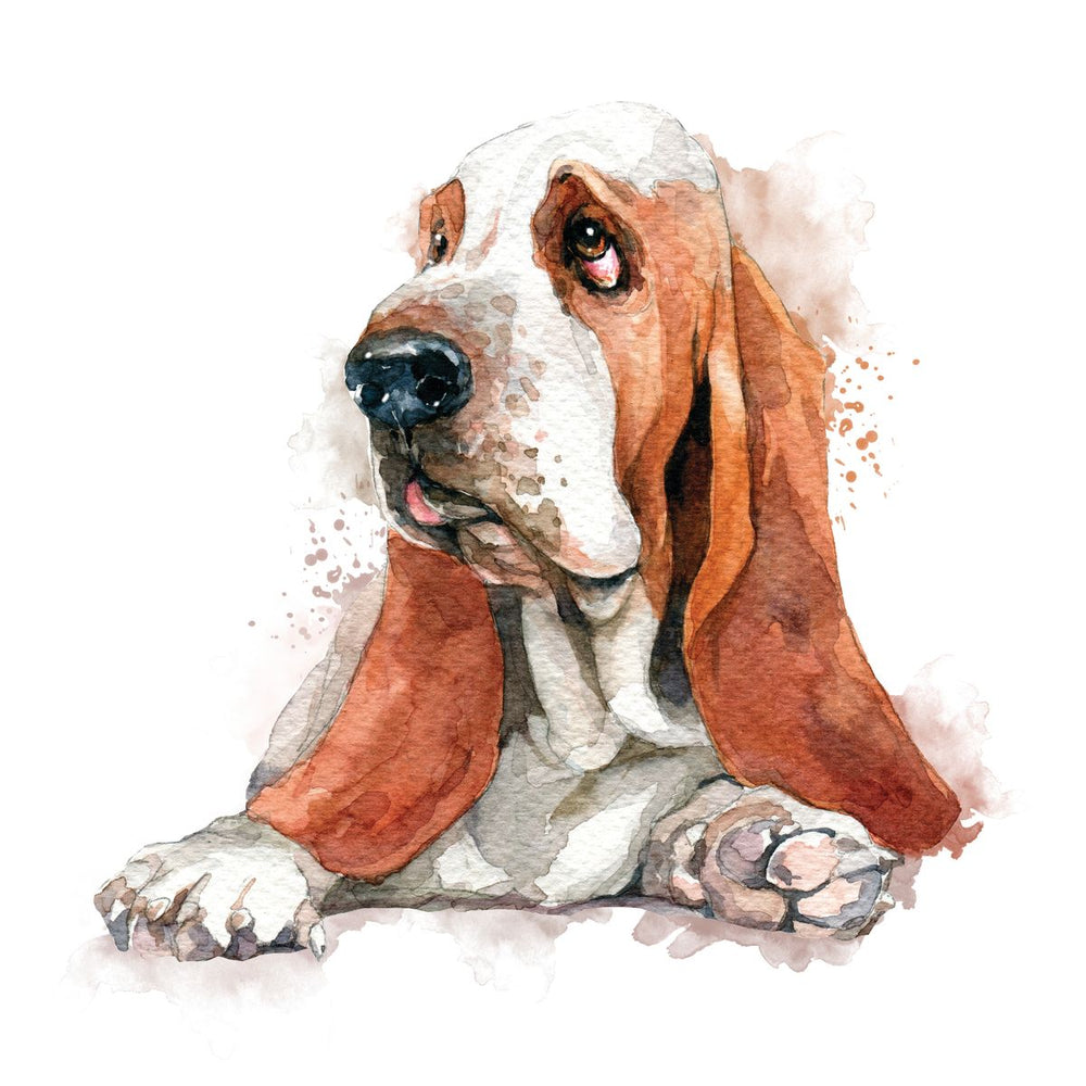 Basset Hound Smudge