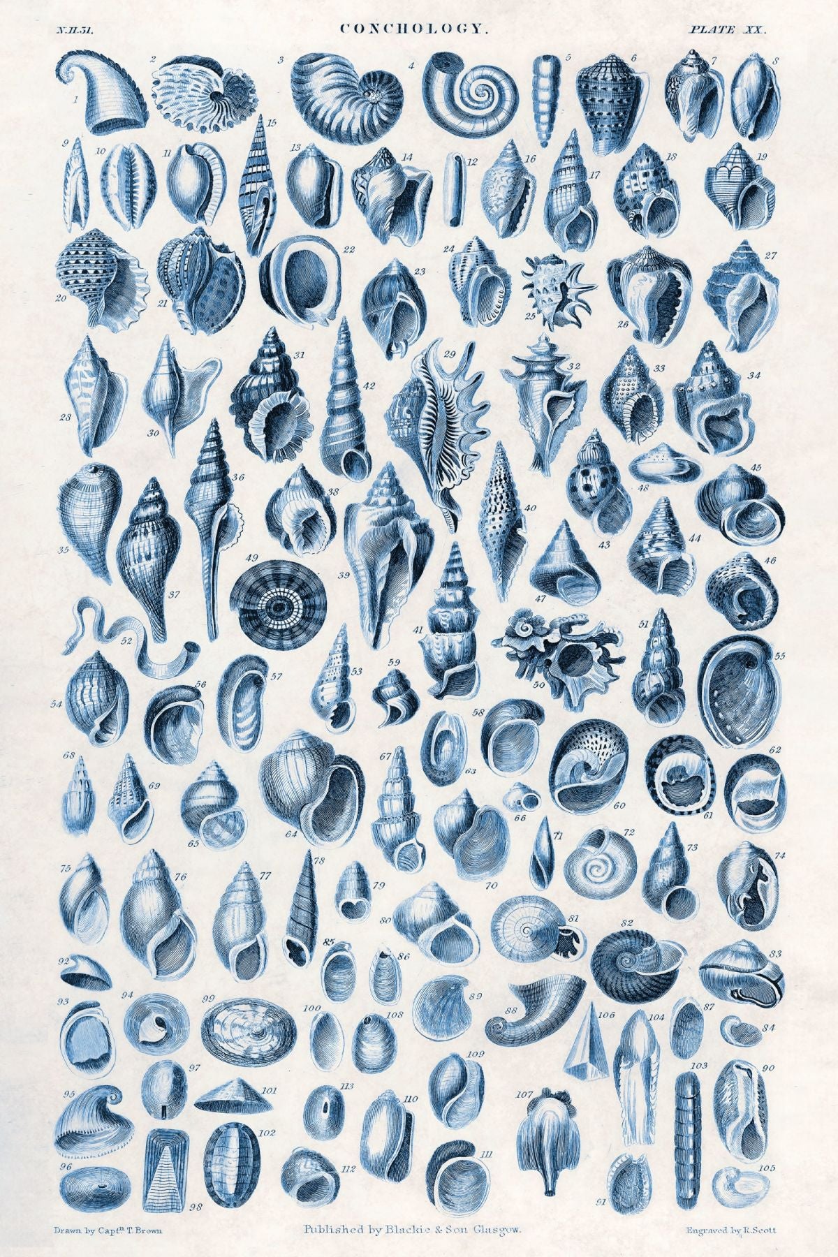 Shell Chart Wall Art