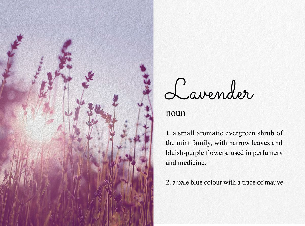 Lavender Definition