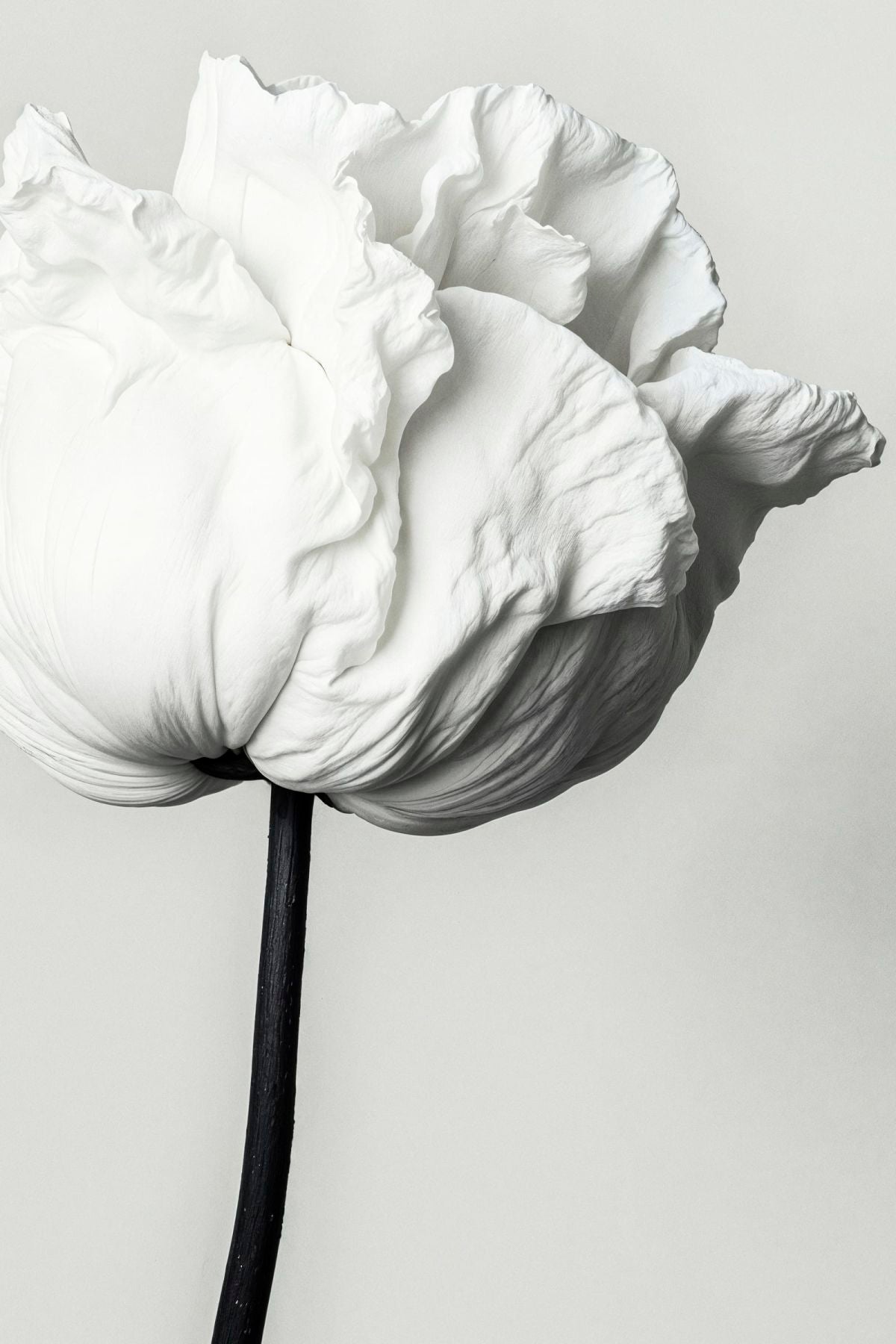 White Flower BW