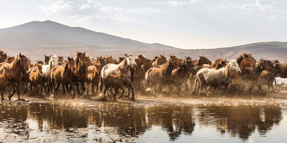 Feral Horses