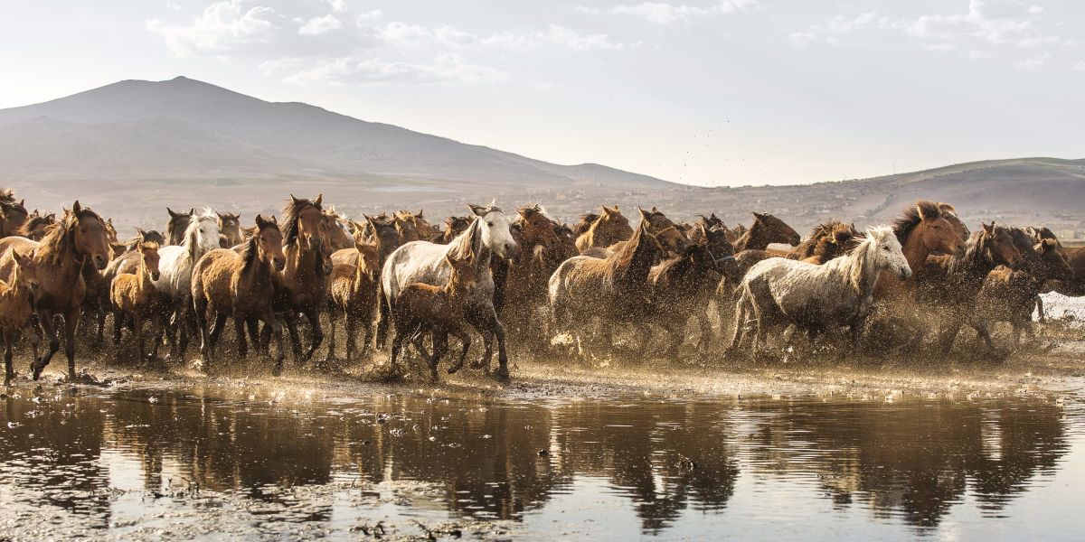Feral Horses