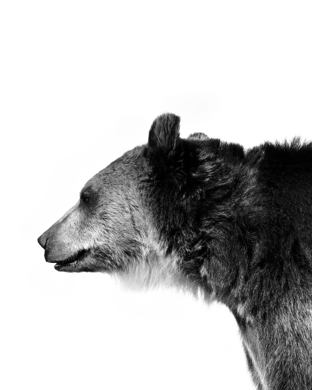 Bear Head Monochrome