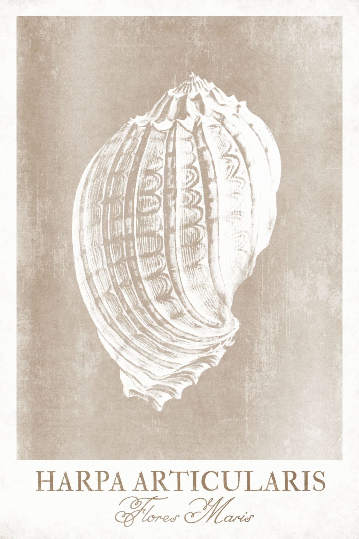 Harpa Articularis Wall Art