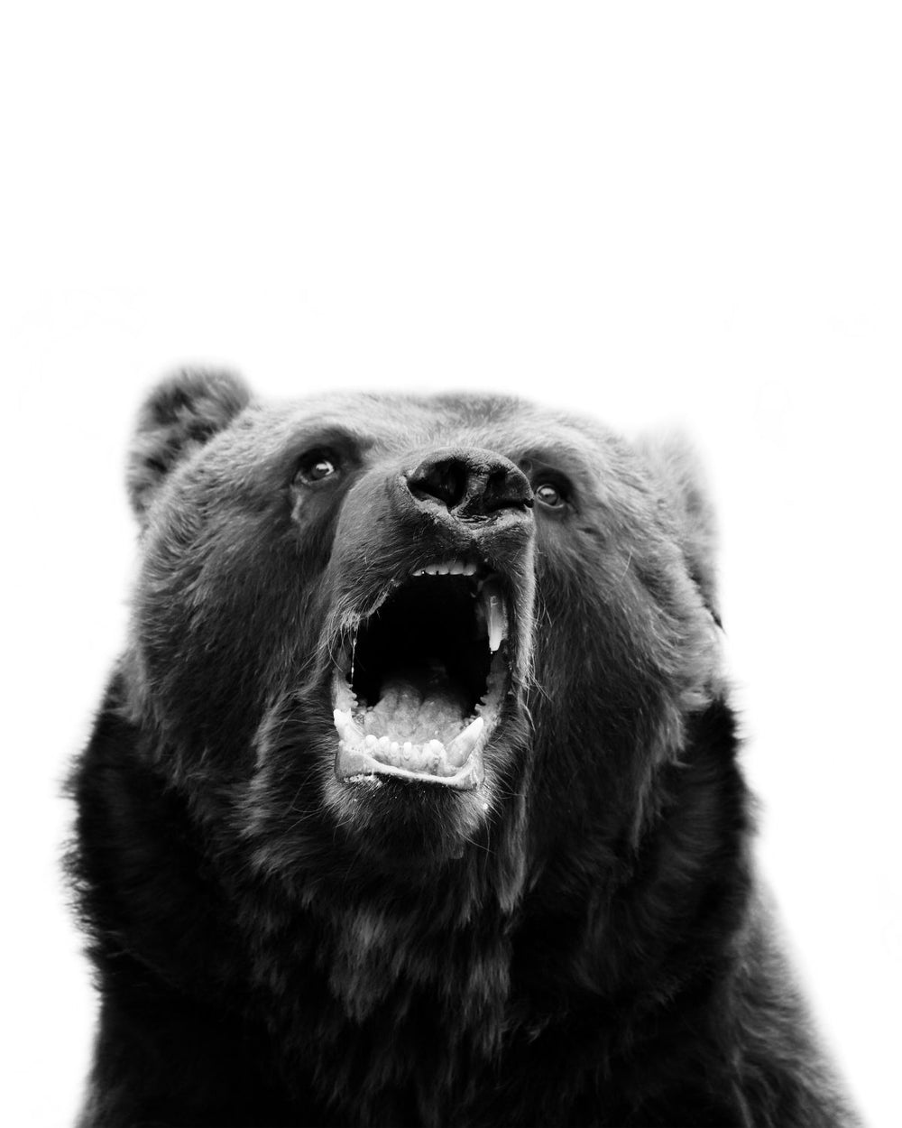 Snarling Grizzly Bear