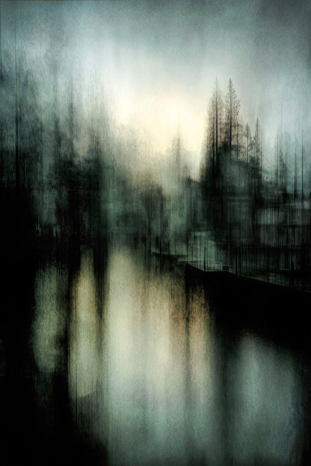 Forest Deep In Shadow