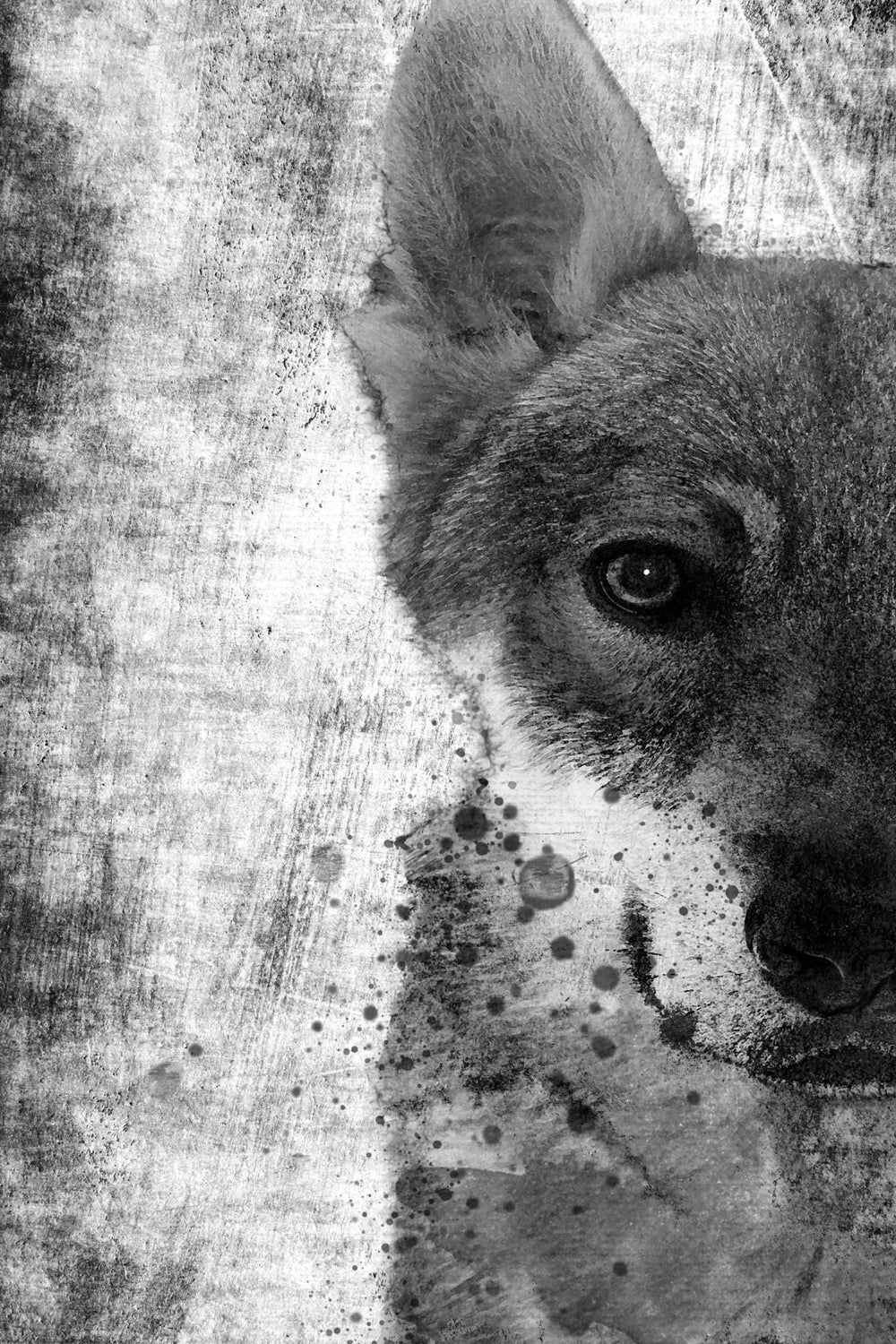 Wolfdog Face Black And White