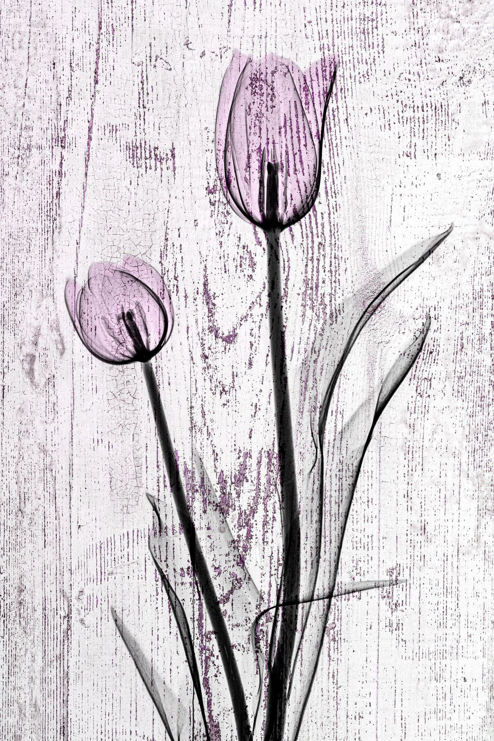 Purple Tulips On Wood