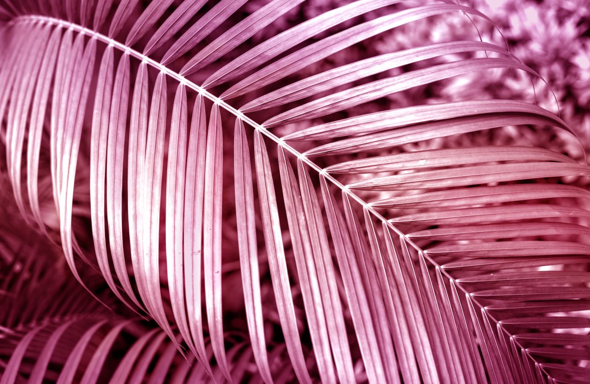 Pink Palm Leaves