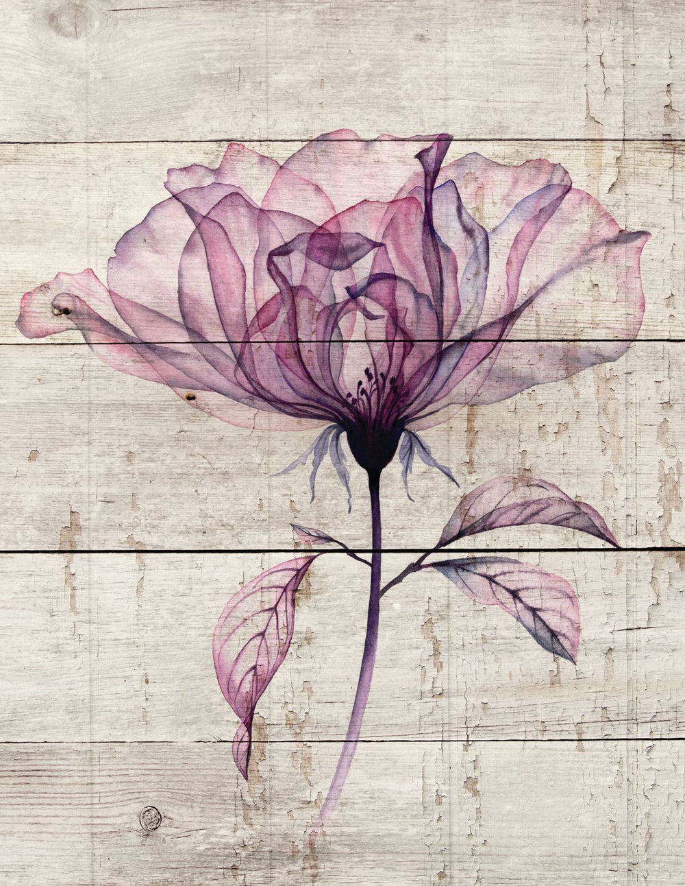 Purple Rose Bloom On Wood