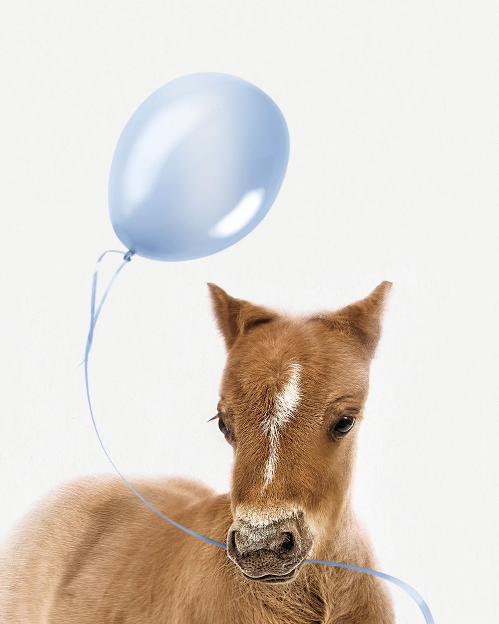 Foal And Blue Balloon
