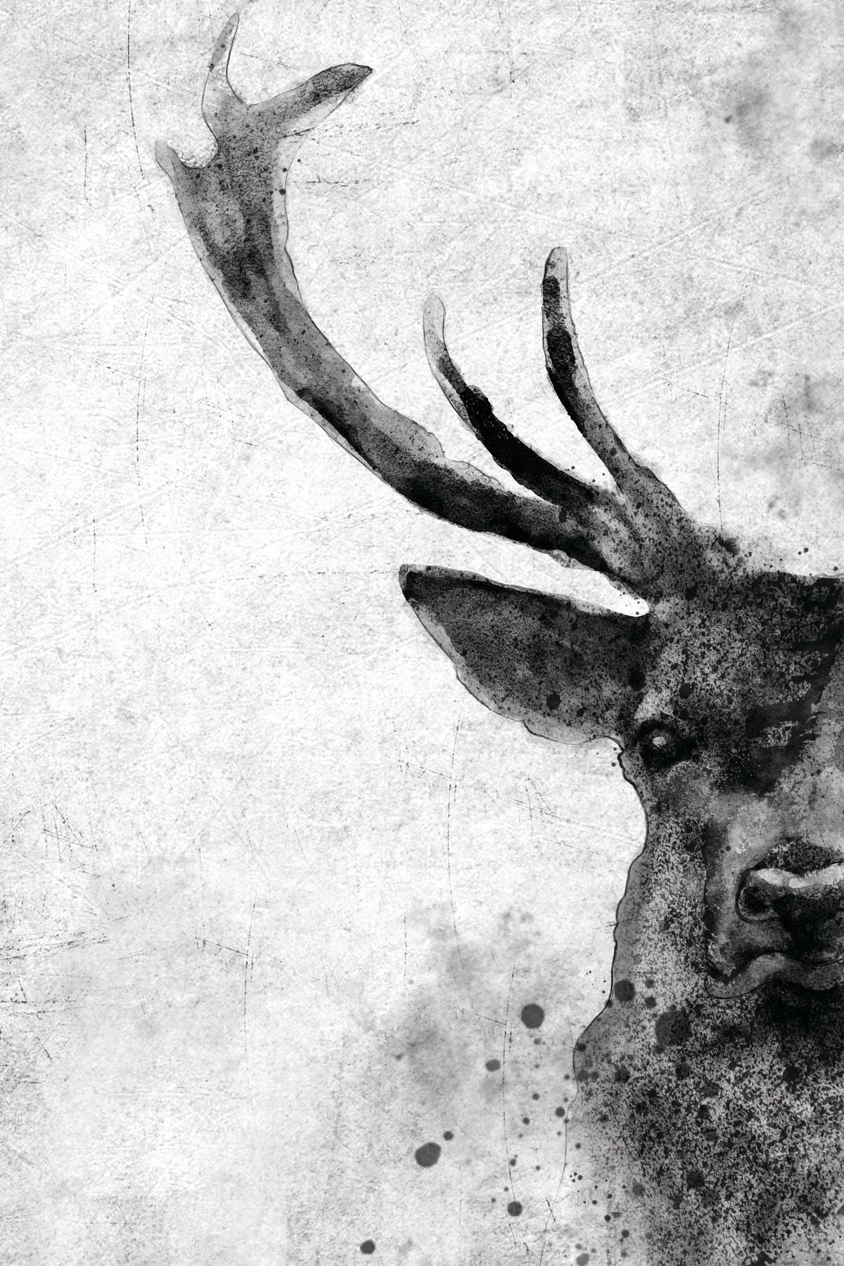 Deer Face Black And White