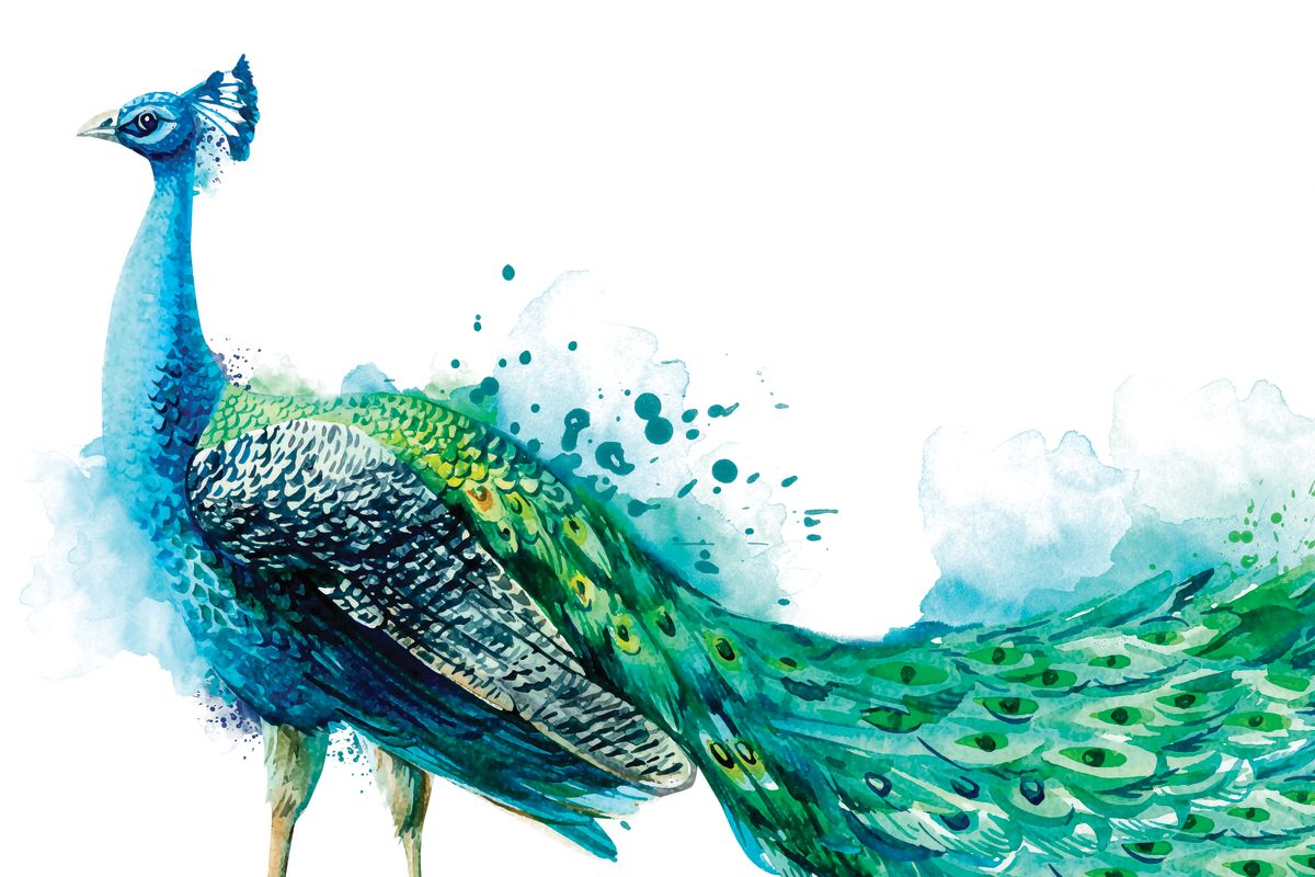 Proud Peacock Splash