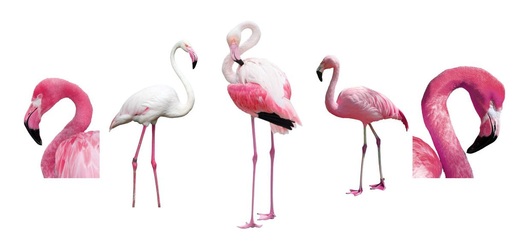 Flamingo Divergent Colors