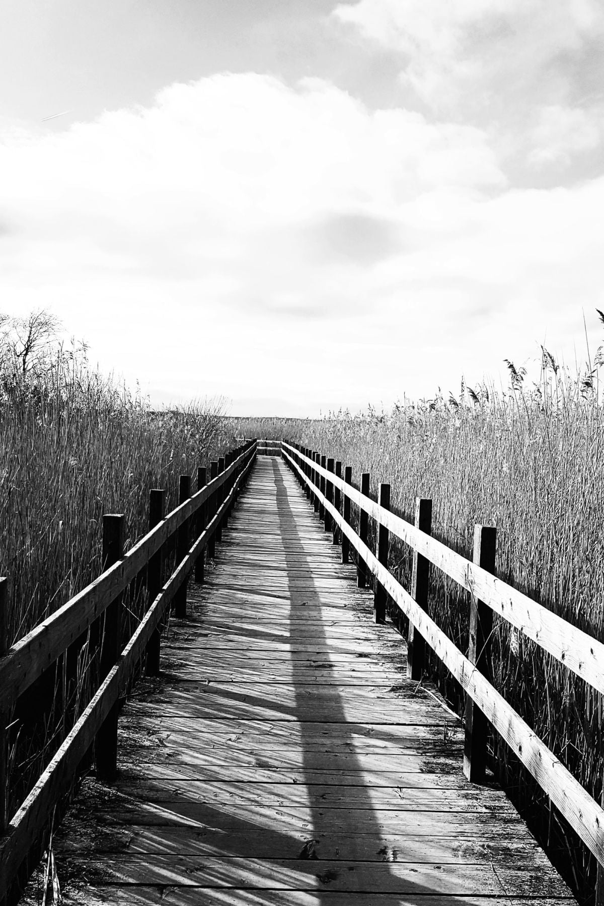 Monochrome Wooden Boardwalk