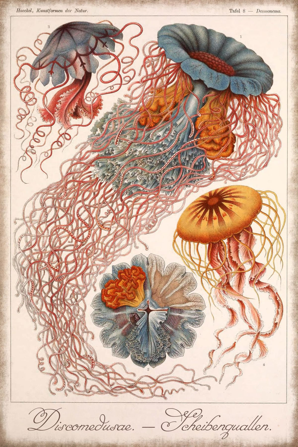 Discomedusae - Scheibenquallen Wall Art