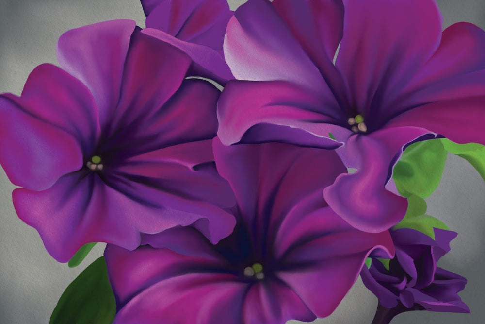 Midnight Petunia Flowers