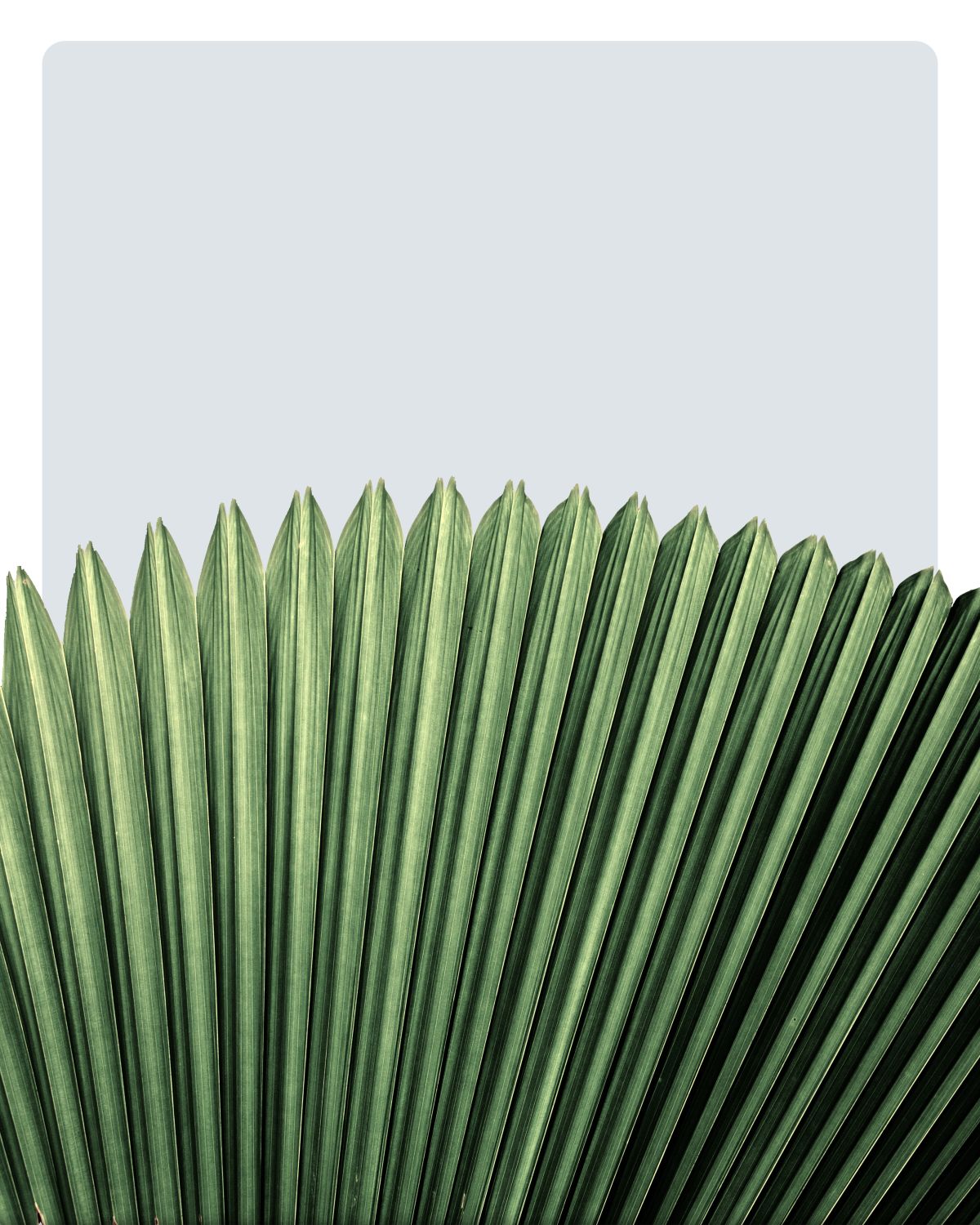 Macro Palm Leaves