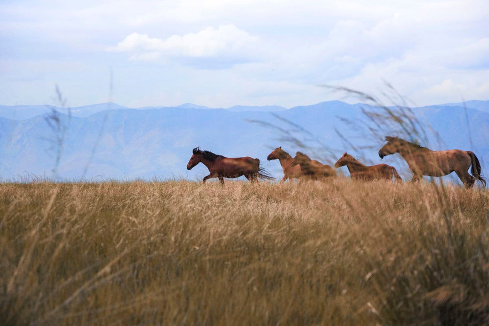 Herd Of Brown Horses