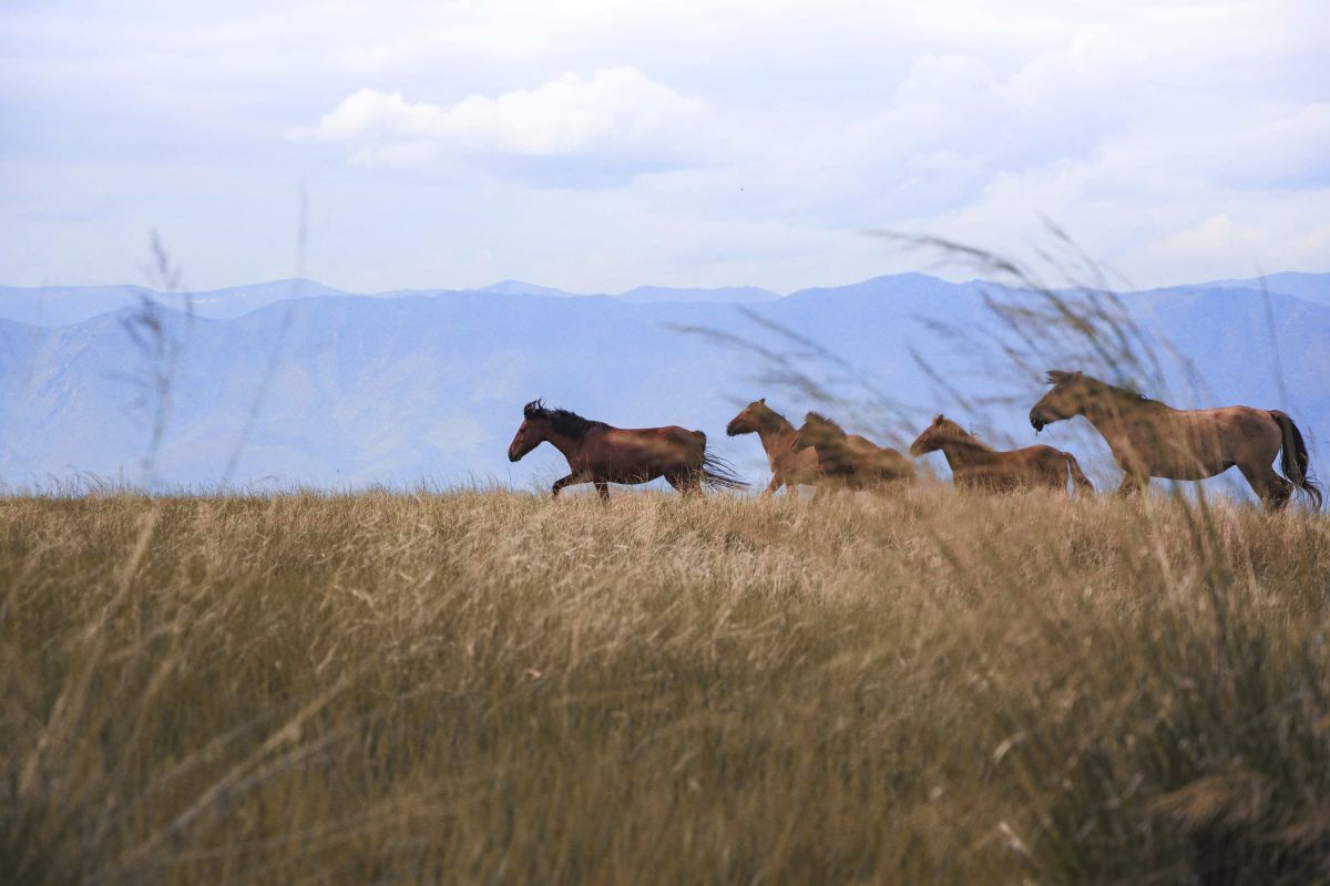 Herd Of Brown Horses