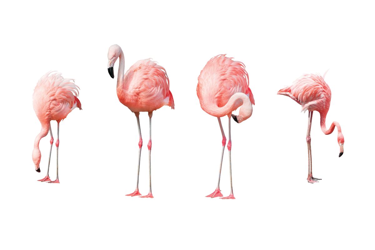 American Flamingos Group